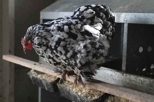 I wonder if this Silver Laced Cochin had laid her egg yet? By the way, Phurba gives the coops a thorough cleaning every Friday and lays down all new wood shavings.