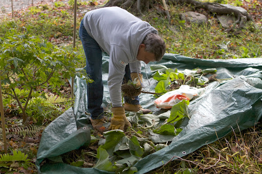 Last week, Ryan and Gyurme went to my home in East Hampton to work on those gardens. They thinned out many plants, including a bed of Petasites, which they brought back to the farm to plant in the maple grove.