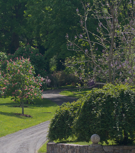 Across the road from the chestnut grove is a stand of Paulownia trees, whose flowers are produced before the leaves in early spring.