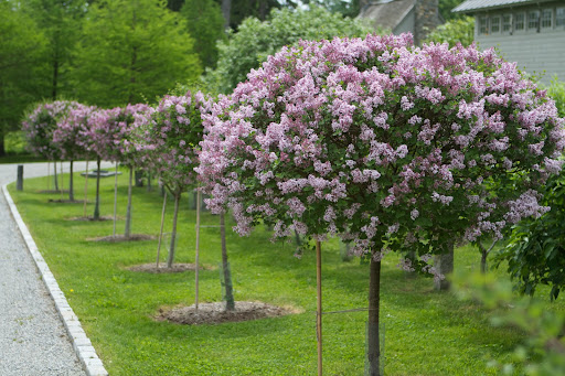 On my Trade Secrets blog two days ago, I showed you photos of interior designer, Bunny Williams', gardens in Connecticut. I was inspired by her Miss Kim Korean lilac standards and I had a section of my drive lined with them.