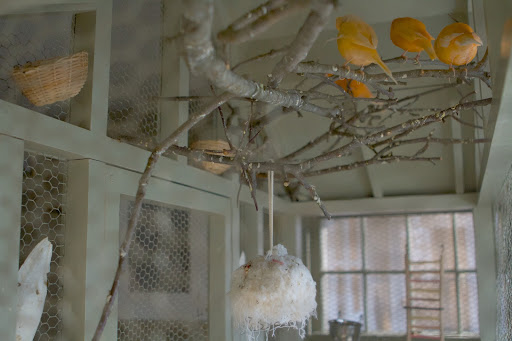 The branches in the cage are cut from the fruit trees on the farm and are changed regularly. They provide ample perching area. The little baskets hanging at the top are used as nests for egg laying. There is also a cuttlefish bone to provide calcium for the formation of egg shells.