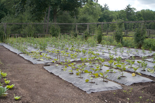 The eggplants, peppers, and tomatoes were planted on raised beds that were first covered with black plastic mulch, which is quite effective at weed control. The plastic also keeps the soil moist and warm, conditions beneficial to these vegetables.