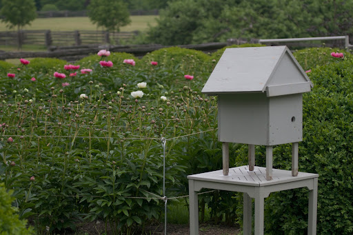 I decided to move the time lapse camera to the herbaceous peony bed, which is growing like crazy!