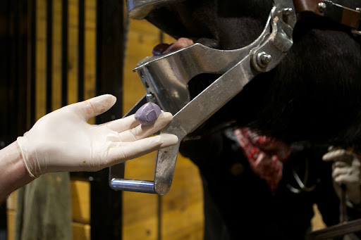 The objective is to insert the plug into the empty space, leaving enough room for the gum membrane to grow back and heal.