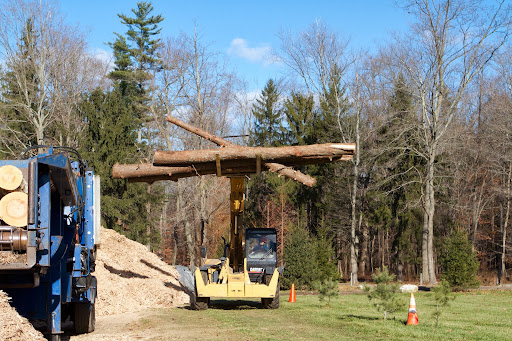 A year after Hurricane Sandy, the crew was still hauling. This is Chhiring operating the Hi-Lo and bringing more tree trunks to add to the pile for grinding.