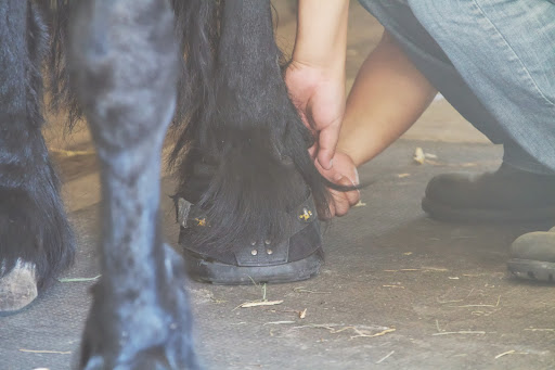 Because of his arthritis, Meindert wears specially fitted boots on his rear hooves when Betsy rides him.