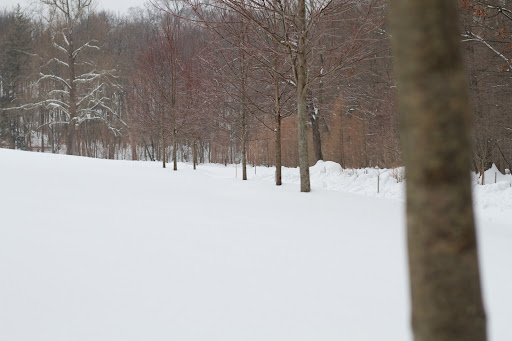 With snow on the ground, certain tree branches really stand out with color. You can see red maple trees and orange larch beyond.