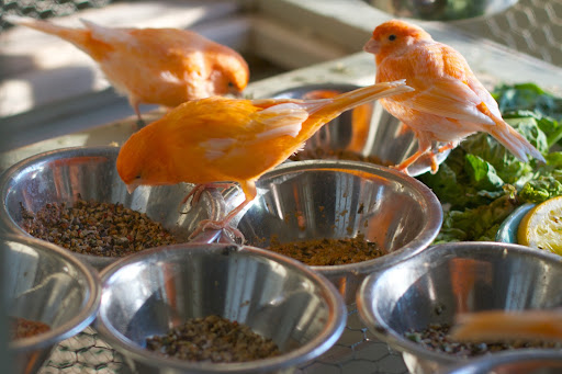 Every morning, the stainless steel seed bowls are washed and refilled with canary seed mix.