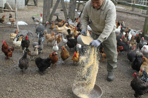 I started raising chickens many years ago, after visiting a commercial egg-laying farm in Massachusetts. I was so disturbed by what I saw - the cruel, inhumane conditions of the facility - that I vowed to always have my own coop.