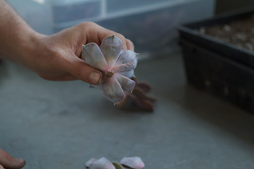 You must also remove anything that looks like a flower. The plant needs to put all its energy into forming roots and growing a flower will drain that energy.