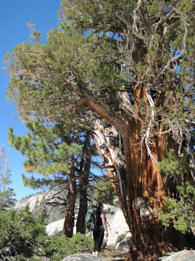 My favorite juniper tree grows on the granite under the Mansfield domes and I like to pay it a visit when I’m in the area.