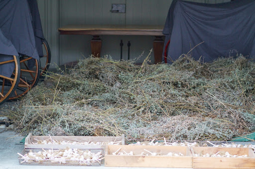 Once dry, the nepeta leaves will be stripped from their stems and stored in a plastic bin. I use it to fill felt cat toys.
