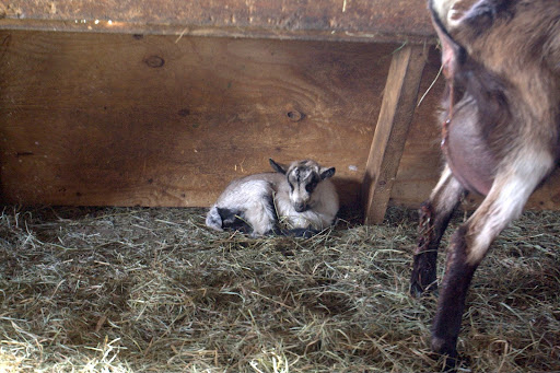 Lisa leaves the kids with their moms for a week to ten days, after which they are separated and the kids are bottle fed goat's milk.