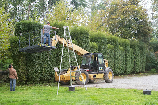 Plus, Carpinus betulus can be easily shaped into almost any form you choose. It's perfect for creating very tall hedges.
