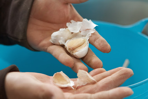 Hardneck garlic produces fewer cloves than softneck and doesn't have as long a shelf life, however, hardneck is favored by chefs and cooks alike for its intriguingly complex flavors.