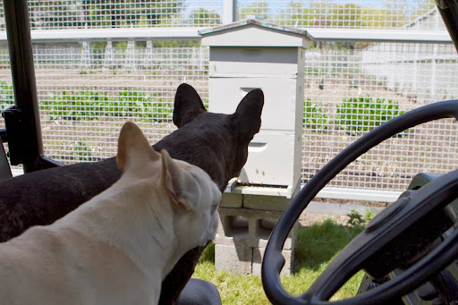 I received a brand new shipment of honeybees, and of course Francesca and Sharkey were on the case!
http://dailywag.marthastewart.com/2013/05/a-new-shipment-of-honeybees.html