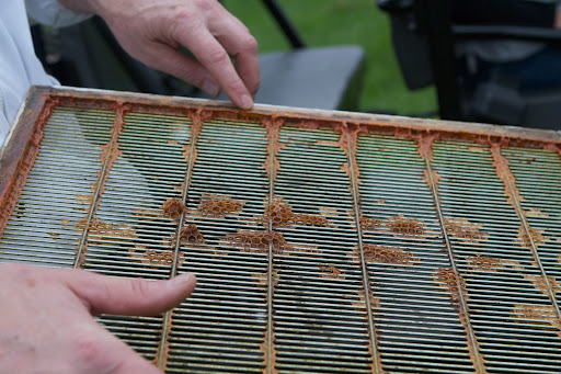 D.J. wanted to point something out on this queen excluder. The excluder works as a fence, since the queen's body is too large to pass through the openings. It keeps her exclusively in the brood chambers, rather than allowing her to create brood in the upper honey super.