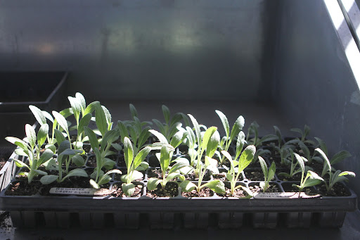 These little seedlings are artichoke Green Globe and Violet de Provence, two varieties that grow well here in the northeast.