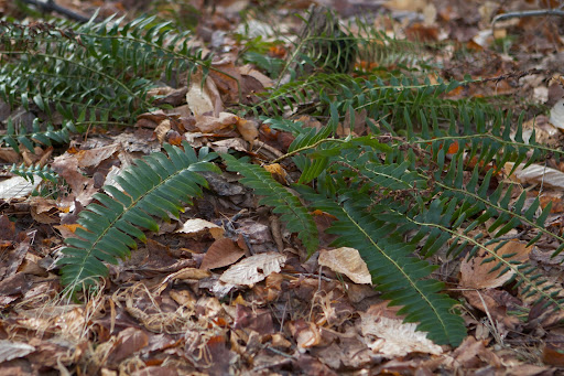 These ferns are quite popular because they are one of the few ferns that will stay green all winter long.