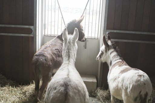 On this Daily Wag, the girls realized they had not seen the donkeys for some time and decided to pay them a needed visit. They stopped by the outside paddock, but didn't see them. So they checked the stable.
http://dailywag.marthastewart.com/2013/03/paying-a-visit-to-the-donkeys.html