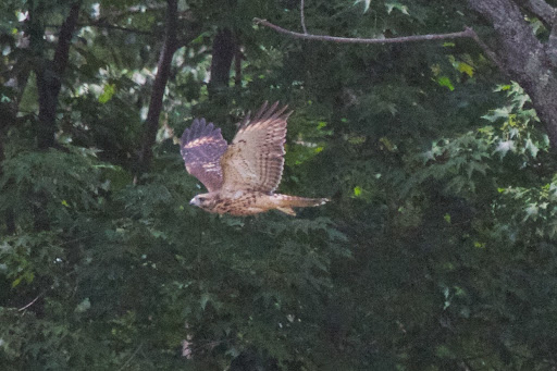 The red-tail diet consists mainly of small mammals, but it will also go after other birds and reptiles.