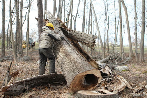 Pete wrapped a big chain around the rotten trunk. Notice the hollow core?