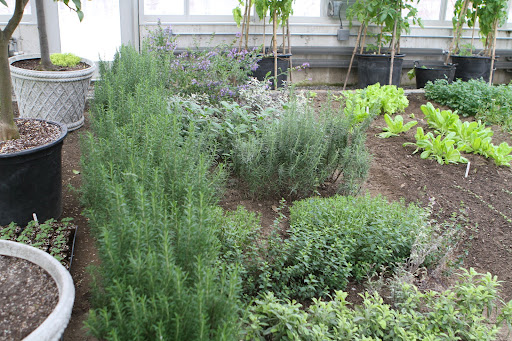 One row is devoted to woody culinary herbs. There is plenty of rosemary, thyme, marjoram, and a few varieties of sage.