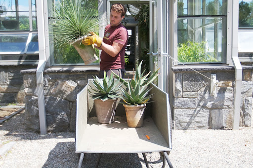 Being careful not to poke himself with their sharp pointed leaves, he transported these agaves using a garden cart.