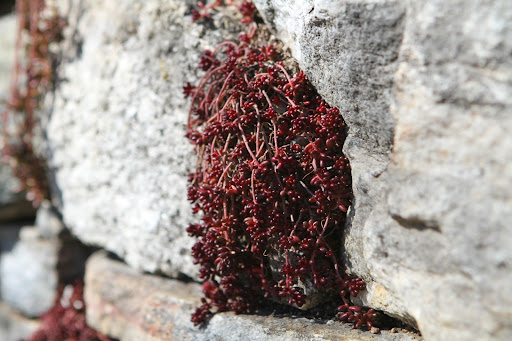 Last summer, Ryan, my gardener, planted quite a bit of sedum in the cracks of the terrace wall. The plants survived the winter very well and are beginning to leaf out. This is an attractive red variety.