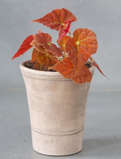 The following photos are of the plants that I purchased at Logee's. I was so excited about these new acquisitions and I had a great time potting them up in my greenhouse. Begonia Autumn Ember