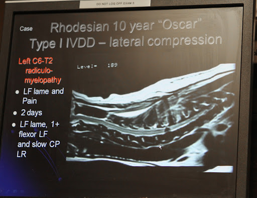 Dr. Joseph has seen many cases like Francesca's. This is an MRI of a 10-year-old Rhodesian with a degenerative neck disc.