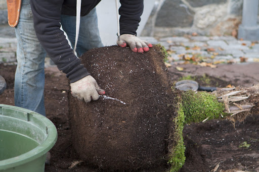 Using a sharp knife, he began trimming the root ball, decreasing its size.