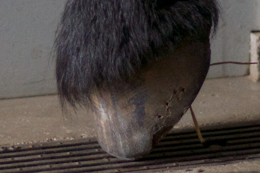 Shoeless Meindert has been patiently waiting in his stall.