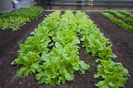 Gorgeous leaf lettuce! This greenhouse is minimally heated, and mostly utilizes energy from the sun.