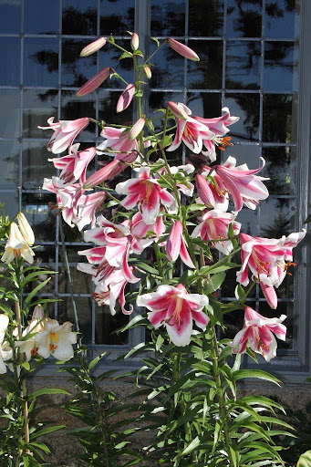 Trumpet lilies are in full bloom right now. This type of lily is quite fragrant.