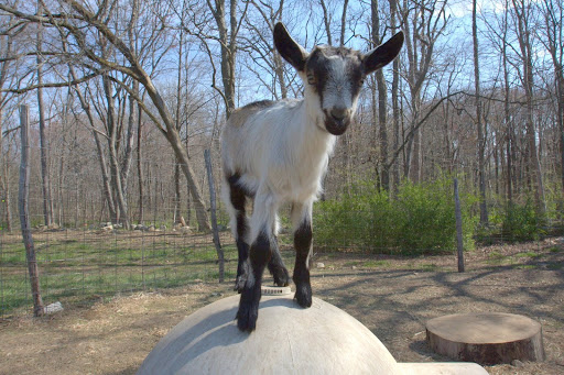 They love to leap and bound.