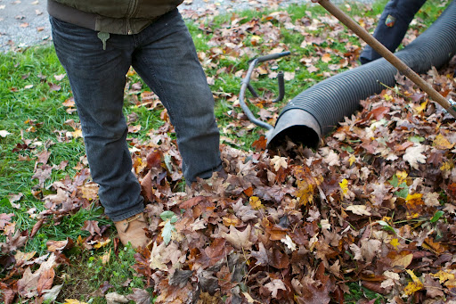 With so many leaves, a large leaf vacuum saves much time and labor.