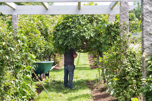 Wilmer has been busy pruning the plants along the long pergola. Here he is working on the standard wisteria.