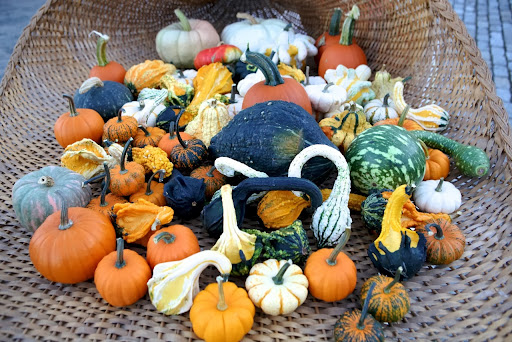 Festive and colorful pumpkins and gourds were donated by Jones Family Farm in Shelton, Connecticut. https://www.jonesfamilyfarms.com/