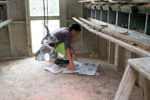 We've always used sheets of newspaper, which can be easily lifted and changed, making for fast cleanup.