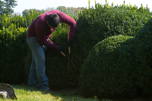 Wilmer shaped each shrub very neatly.