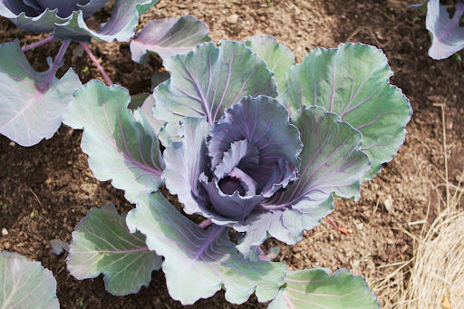 This rather pretty cabbage is called Super Red. It forms dark red 3-5 lb. heads that have a tender and crisp texture and a slightly peppery taste.