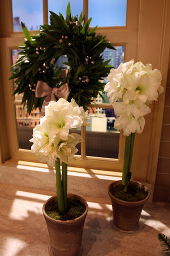 White amaryllis in full bloom - simply elegant!