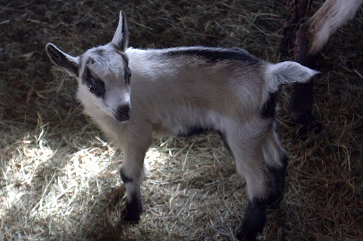 Another newborn - how adorable!