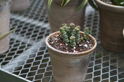 Another crassula - string of butttons - These strings grow longer, multiply, and will eventually cascade down the edges of the pot.