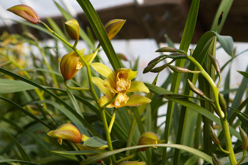 Cymbidiums are also called boat orchids and their generous flowering stems are excellent for cutting.