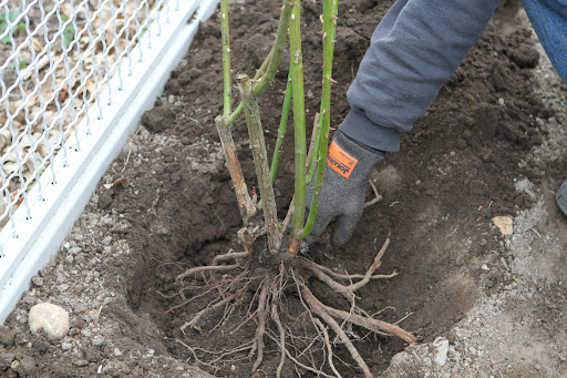 Position the bare root rose on the soil mound. You want the bud union to sit on top of the mound and the roots to travel down over the mound.
