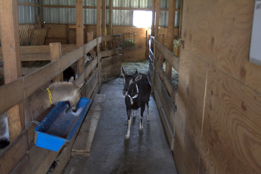 After a doe gives birth, Lisa likes to keep mom and kid inside this barn for a few days. This is Shakira.