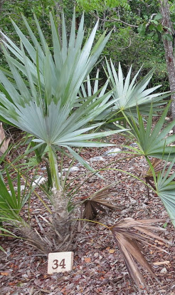 Thrinax morrisii - Common Names: Thatch Palm or Buffalo top - This tree is used medicinally in the Bahamas for general strengthening teas as well as to treat pain.