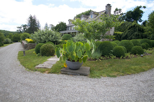 Walking past my house with a large potted alocasia on display - This is one of many tropical plants in my collection.